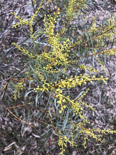 Acacia decora, photographed by Tim Shields