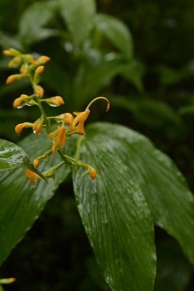 Globba sessiliflora, photographed by Siddarth Machado