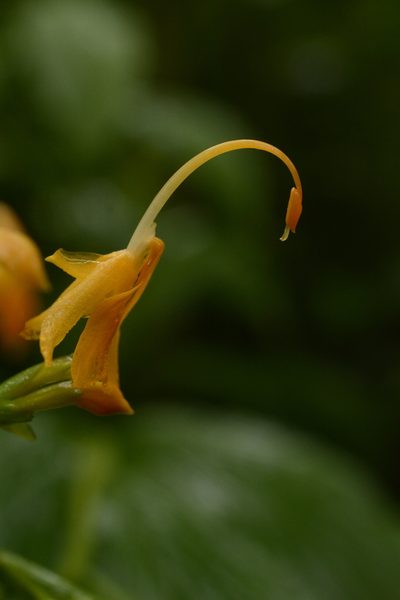 Globba sessiliflora, photographed by Siddarth Machado