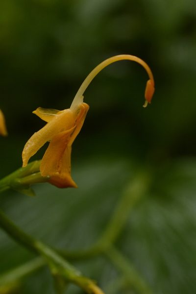 Globba sessiliflora, photographed by Siddarth Machado