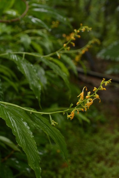 Globba sessiliflora, photographed by Siddarth Machado
