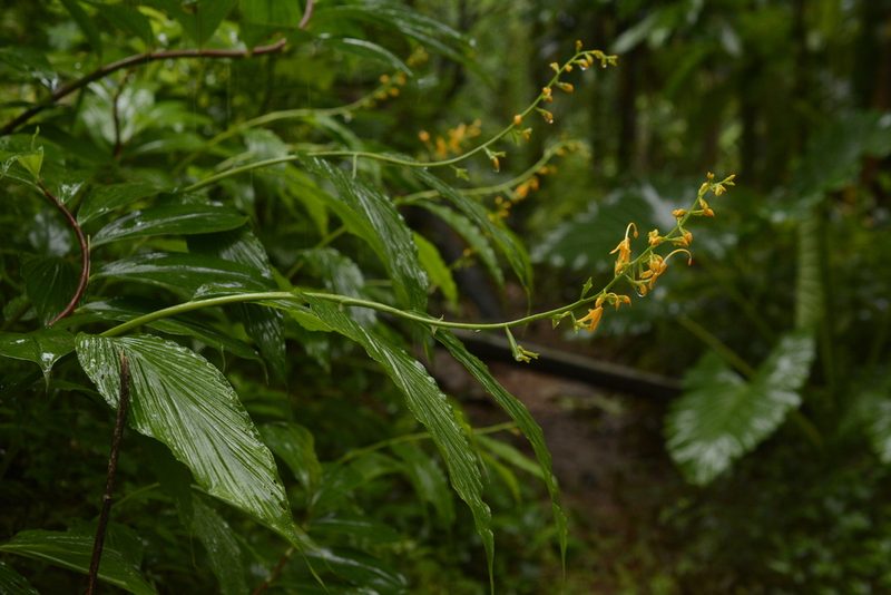 Globba sessiliflora, photographed by Siddarth Machado
