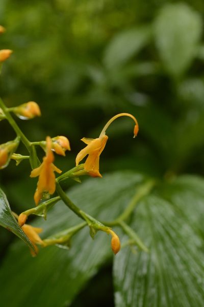 Globba sessiliflora, photographed by Siddarth Machado