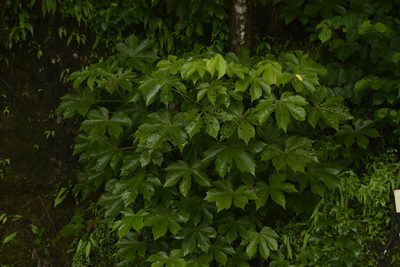 Sterculia villosa, photographed by Siddarth Machado