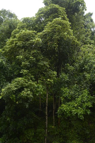 Sterculia villosa, photographed by Siddarth Machado