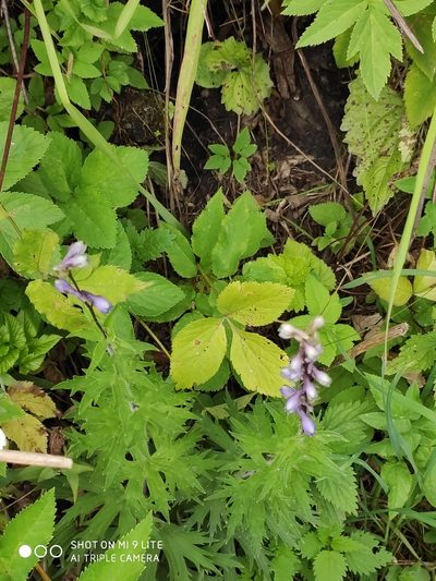 Delphinium retropilosum, photographed by Татьяна Фирсова