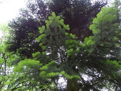 Abies nordmanniana, photographed by Grzegorz Grzejszczak