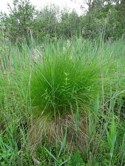 Carex appropinquata, photographed by Grzegorz Grzejszczak