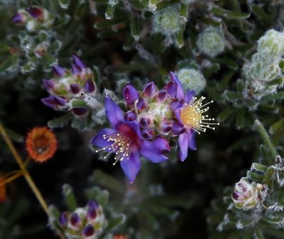 Calytrix violacea, photographed by Margaret Langley