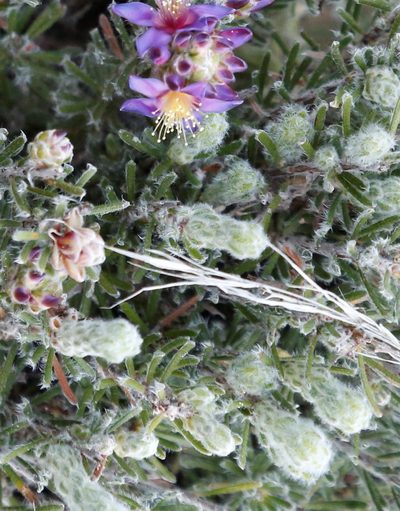 Calytrix violacea, photographed by Margaret Langley