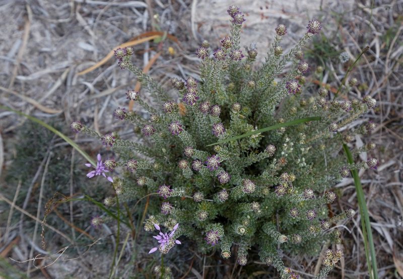 Calytrix violacea, photographed by Margaret Langley
