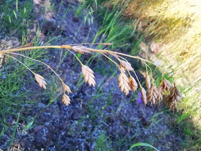 Bromus secalinus, photographed by Sigitas Juzėnas