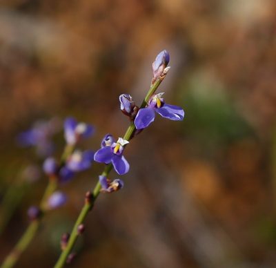 Comesperma scoparium, photographed by Margaret Langley