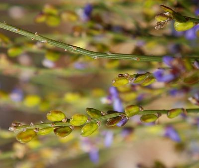 Comesperma scoparium, photographed by Margaret Langley