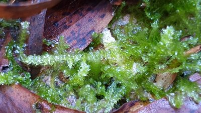 Rhynchostegium tenuifolium, photographed by Andrew Thornhill