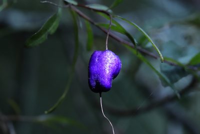 Billardiera macrantha, photographed by Konan Farrelly-Horsfall