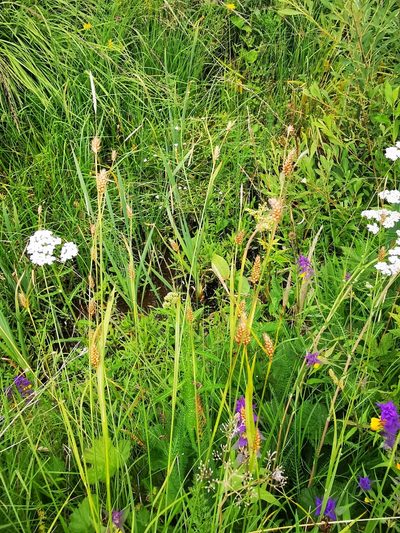 Carex hostiana, photographed by Sigitas Juzėnas