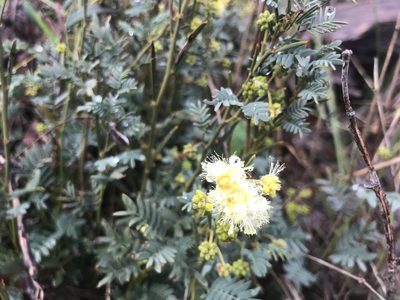 Acacia insolita, photographed by Ann Bentley