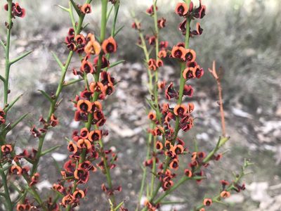 Daviesia decurrens, photographed by Ann Bentley