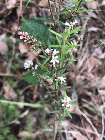 Leucopogon capitellatus, photographed by Ann Bentley
