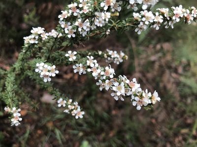Taxandria parviceps, photographed by Ann Bentley