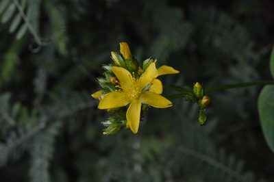 Hypericum montanum, photographed by Irene Saltini