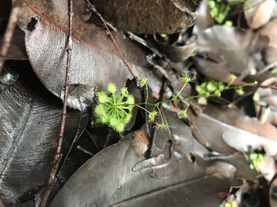 Drosera modesta, photographed by Ann Bentley