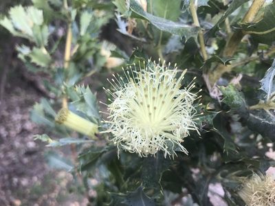 Banksia sessilis, photographed by Ann Bentley