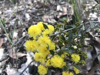 Acacia nervosa, photographed by Ann Bentley