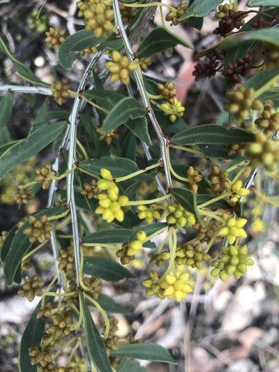 Acacia nervosa, photographed by Ann Bentley