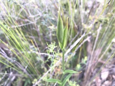 Pterostylis recurva, photographed by Ann Bentley