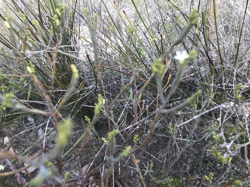 Olax benthamiana, photographed by Ann Bentley