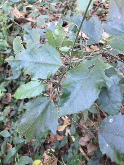 Pyrenacantha scandens, photographed by Sunčana Bradley