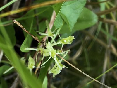 Liparis loeselii, photographed by Jared Shorma