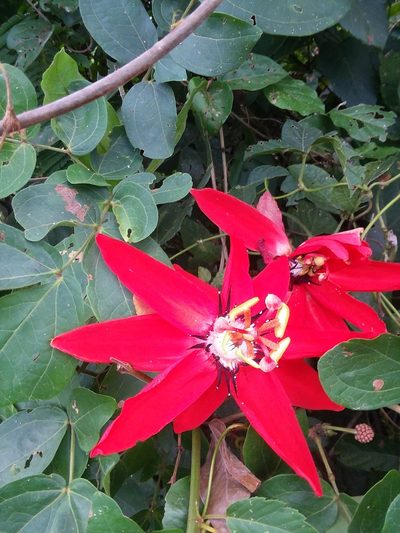 Passiflora miniata, photographed by Ramon and Suzanne Vargas