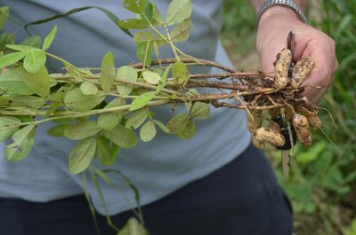 Arachis hypogaea, photographed by Nico Hernandez