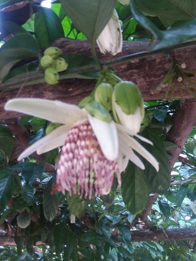 Passiflora nigradenia, photographed by Ramon and Suzanne Vargas
