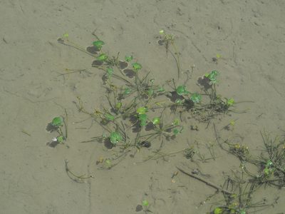 Nymphoides coreana, photographed by 葉子