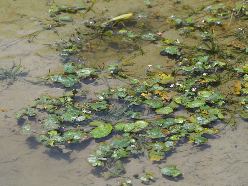 Nymphoides coreana, photographed by 葉子
