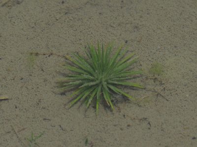 Eriocaulon cinereum, photographed by 葉子