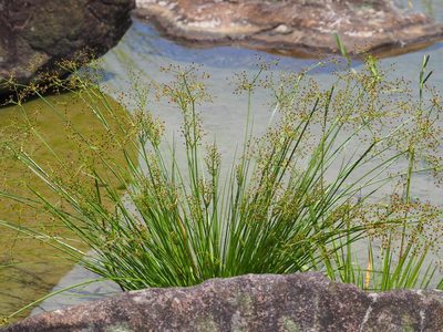 Fimbristylis littoralis, photographed by 葉子