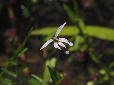 Lobelia chinensis, photographed by 葉子