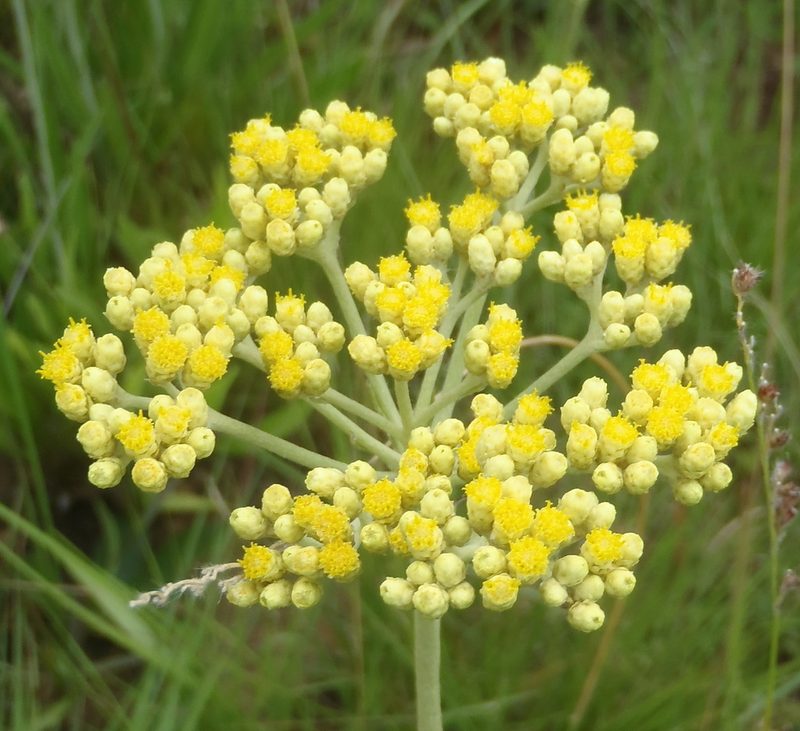 Helichrysum miconiifolium, photographed by Nicola van Berkel