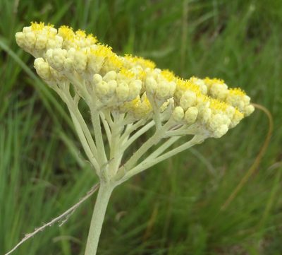 Helichrysum miconiifolium, photographed by Nicola van Berkel