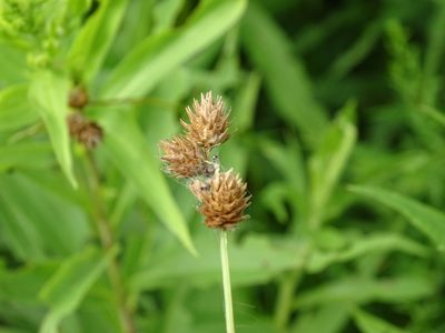 Carex molesta, photographed by Reuven Martin