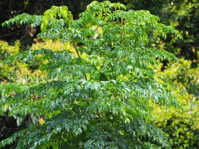 Radermachera sinica, photographed by 葉子