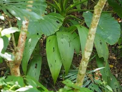 Curculigo capitulata, photographed by 葉子