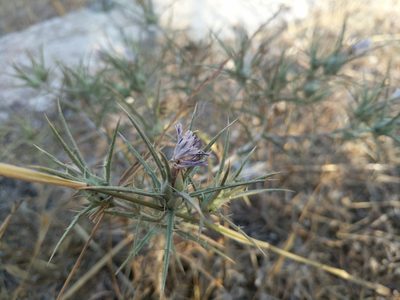 Carthamus tenuis, photographed by Aryeh