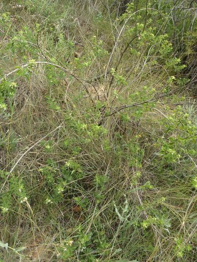 Lippia rehmannii, photographed by Nicola van Berkel