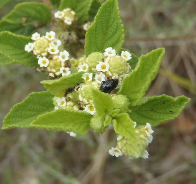 Lippia rehmannii, photographed by Nicola van Berkel
